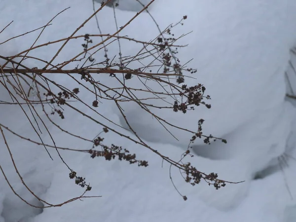 Tak met kleine kegels op een achtergrond van sneeuw — Stockfoto