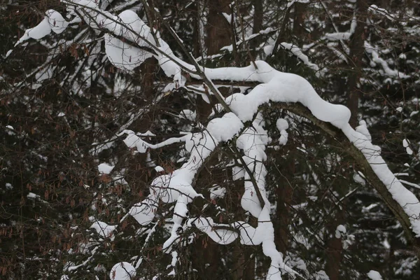 Besneeuwde bomen in het bos — Stockfoto