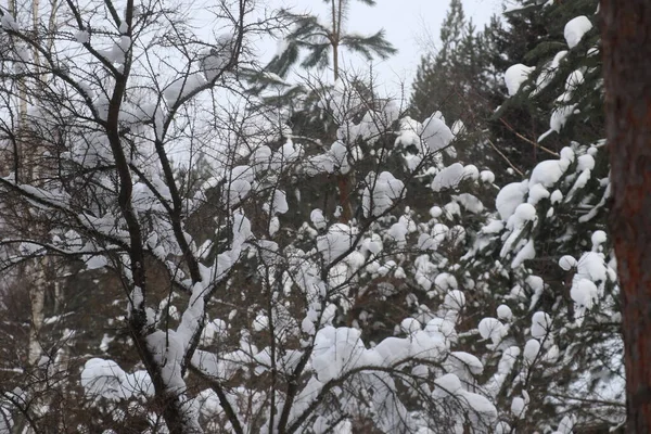 Met sneeuw bedekte zomerhuisje. Bomen en huis — Stockfoto