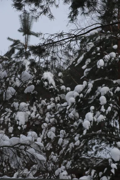 Met sneeuw bedekte zomerhuisje. Bomen en huis — Stockfoto