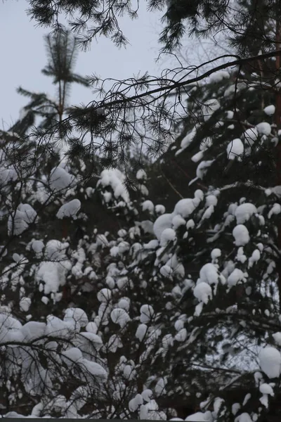 Chalet d'été couvert de neige. Arbres et Maison — Photo