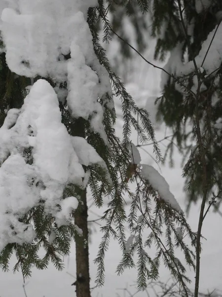 Snowy spruce forest in January — Stockfoto