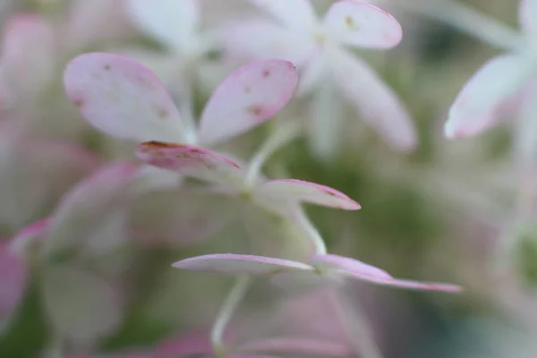 Cerrar tiro pequeñas flores de color blanco-rosa — Foto de Stock