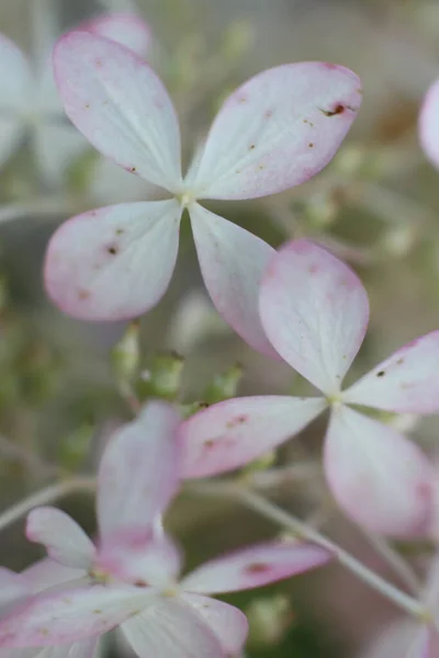 Κοντά σουτ μικρά λευκά-ροζ λουλούδια — Φωτογραφία Αρχείου