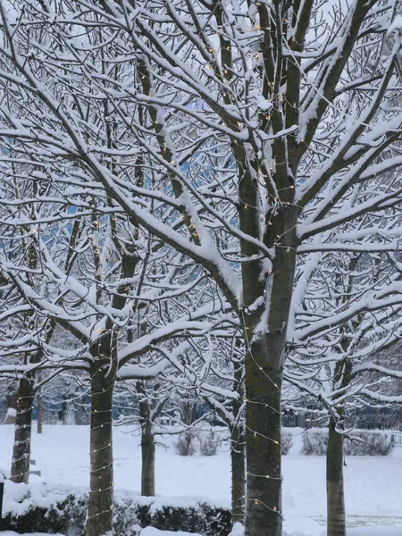 도시 정원에 있는 눈덮인 나무들 — 스톡 사진