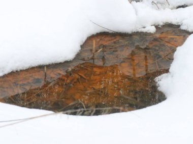 Sarı yapraklar kardaki bir su birikintisinde