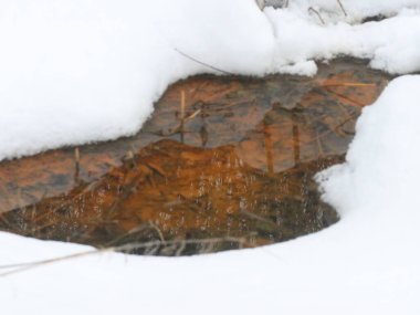 Sarı yapraklar kardaki bir su birikintisinde