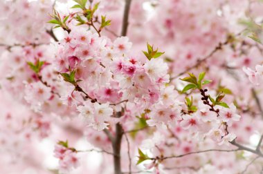 kiraz çiçeği kaplı