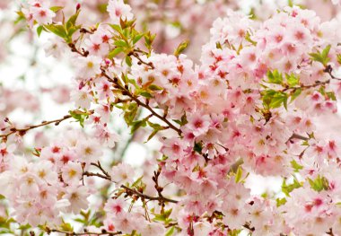 kiraz çiçeği kaplı