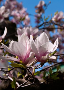 Güneş lite çiçekli ağaç