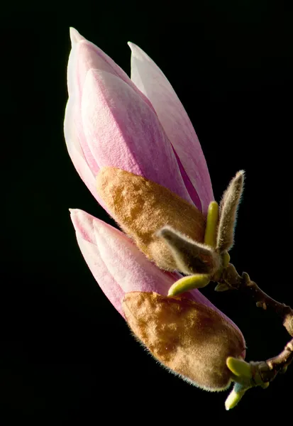Magnolias em brotamento — Fotografia de Stock