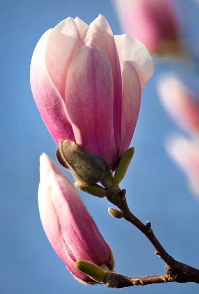 Magnolia άνθος close-up — Φωτογραφία Αρχείου