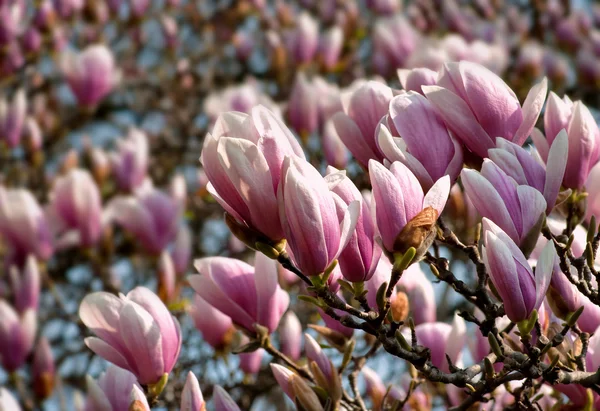 Drzewa magnolii objętych — Zdjęcie stockowe