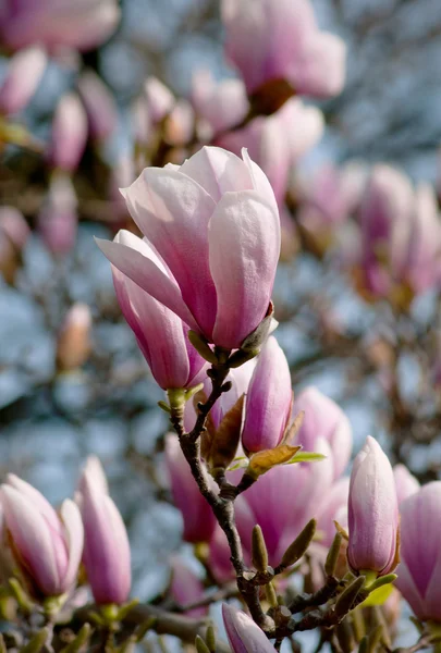 Magnolia Covered Tree — Stock Photo, Image