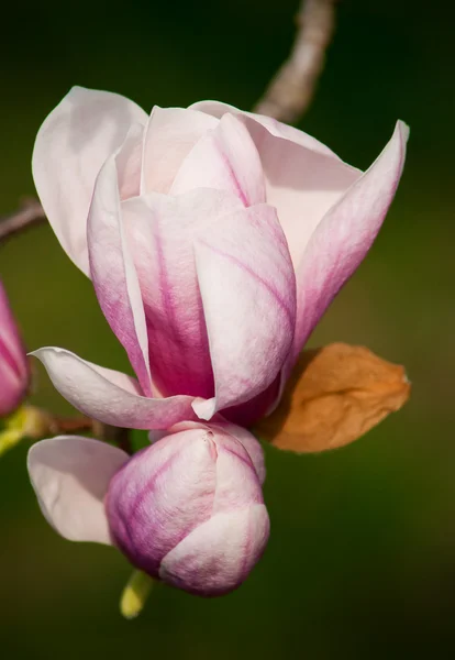 Flor de magnólia Close-up — Fotografia de Stock