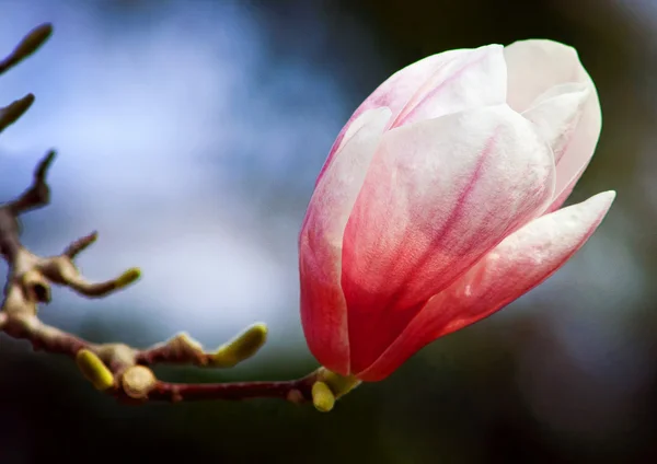 Magnolia άνθος close-up — Φωτογραφία Αρχείου