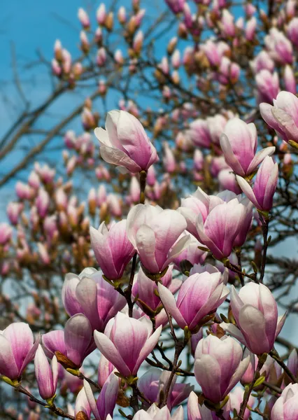 Magnolia Covered Tree — Stock Photo, Image