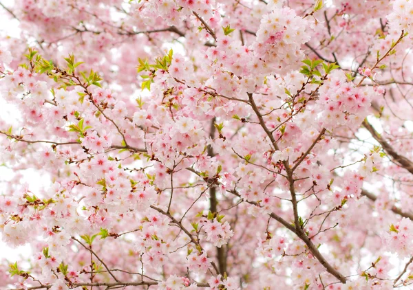 Fleur de cerisier couverte — Photo