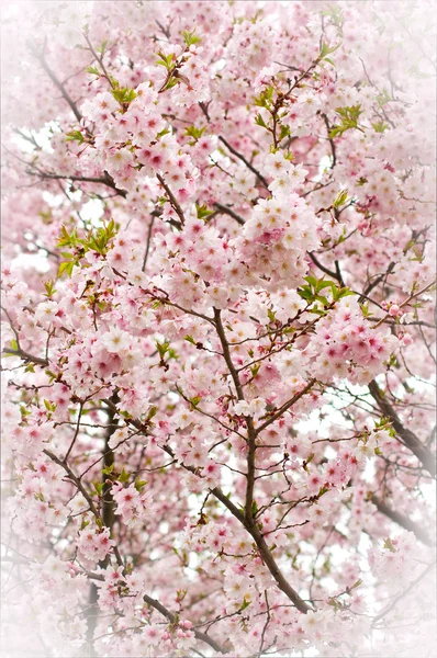 桜の花をカバー — ストック写真