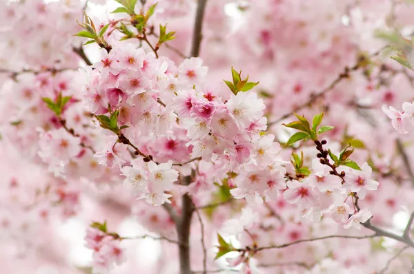 桜の花をカバー — ストック写真