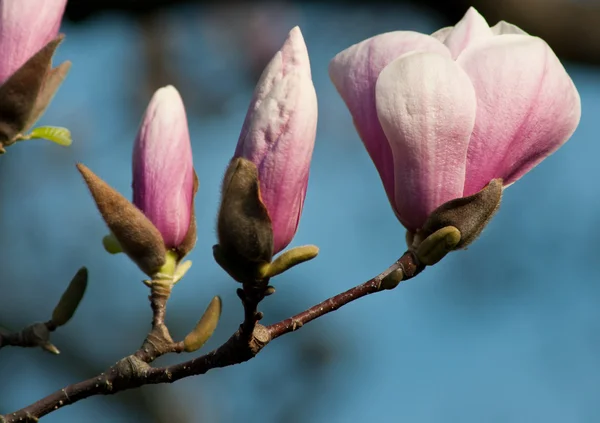 Magnolia άνθη — Φωτογραφία Αρχείου