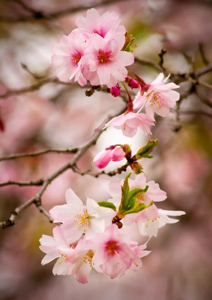 Fiori di ciliegio — Foto Stock