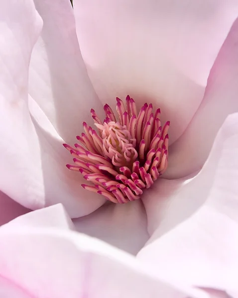 Macro Flower Center — Stock Photo, Image