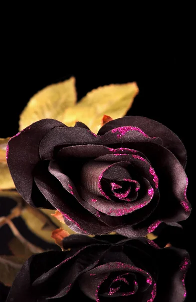 Black Roses — Stock Photo, Image