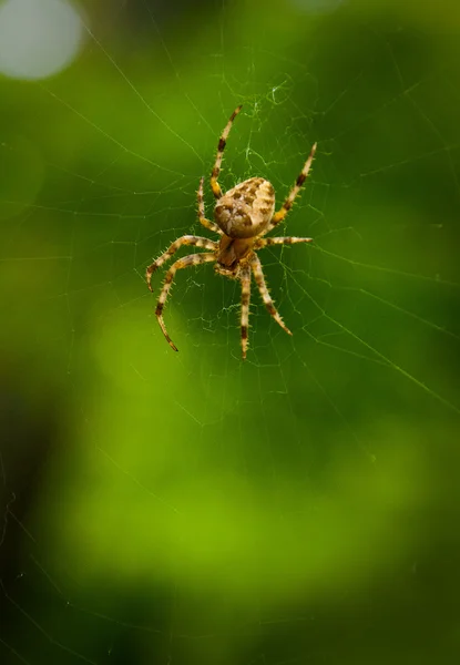 Araña en la web — Foto de Stock