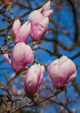 Manolya çiçeği ağaç