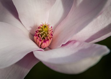 Manolya çiçeği ağaç