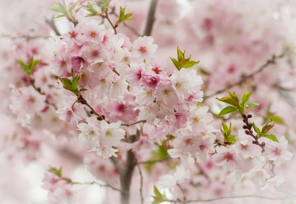Kiraz çiçeği ağacı — Stok fotoğraf