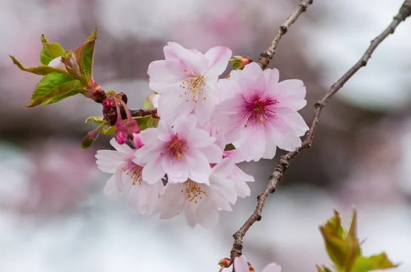 Arbre de fleur de cerisier — Photo