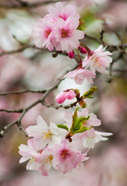 Albero dei fiori di ciliegio — Foto Stock