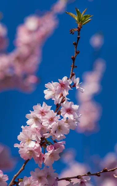 桜の木 — ストック写真