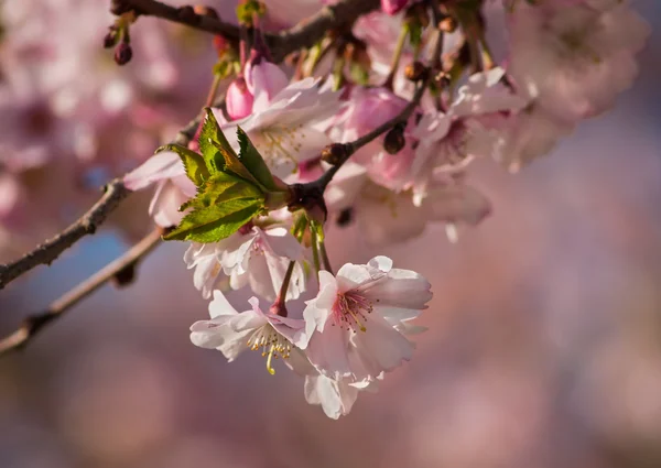 Arbre de fleur de cerisier — Photo