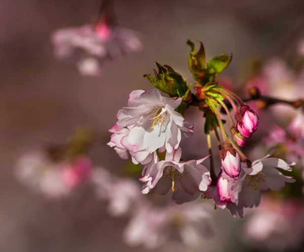 Arbre de fleur de cerisier — Photo