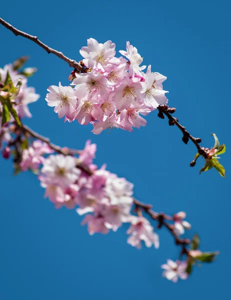 Arbre de fleur de cerisier — Photo