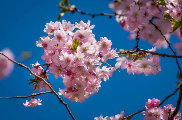 Cherry Blossom Tree — Stock Photo, Image