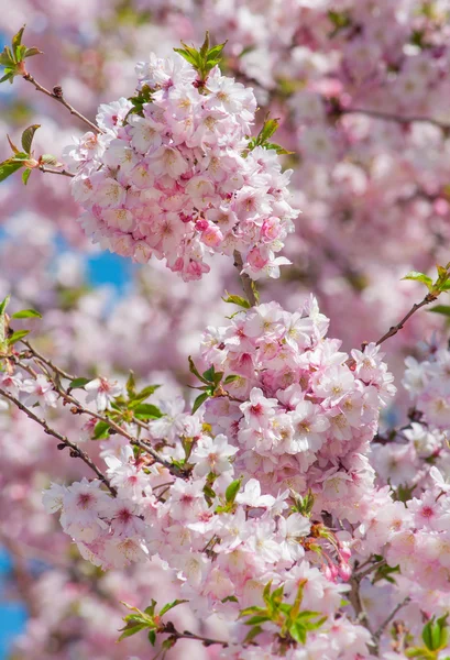 Kiraz çiçeği ağacı — Stok fotoğraf
