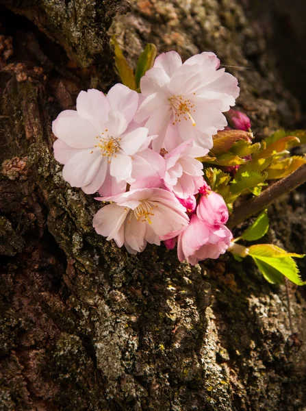 Arbre de fleur de cerisier — Photo