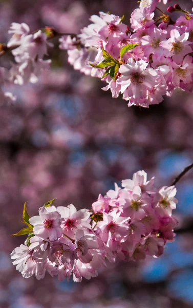 Arbre de fleur de cerisier — Photo