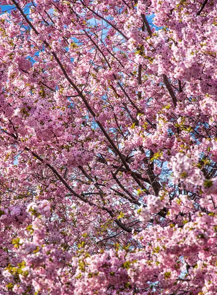 Cherry Blossom Tree — Stock Photo, Image