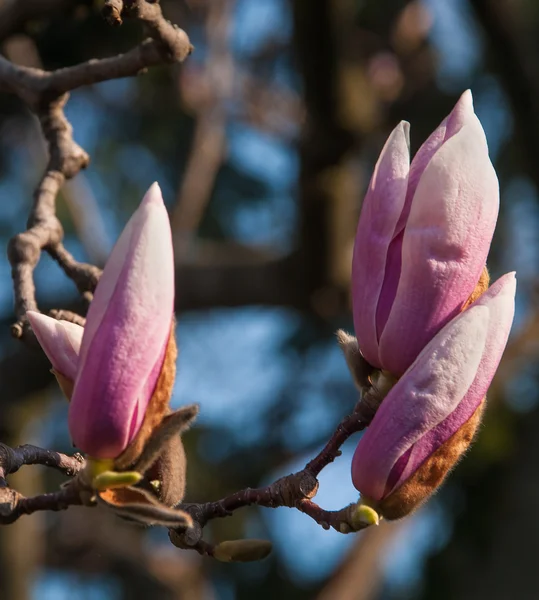 Άνθος δέντρο magnolia — Φωτογραφία Αρχείου