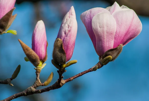 Magnoliaboom bloesem — Stockfoto