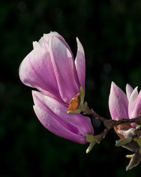 Άνθος δέντρο magnolia — Φωτογραφία Αρχείου