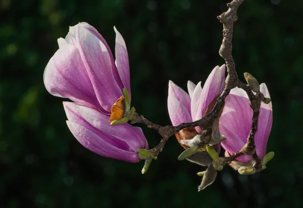 Magnolia Árbol de flores — Foto de Stock