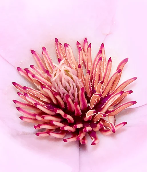 Macro fleur — Photo