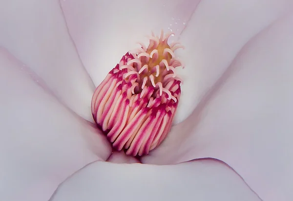 Magnolia Blossom Tree — Stock Photo, Image