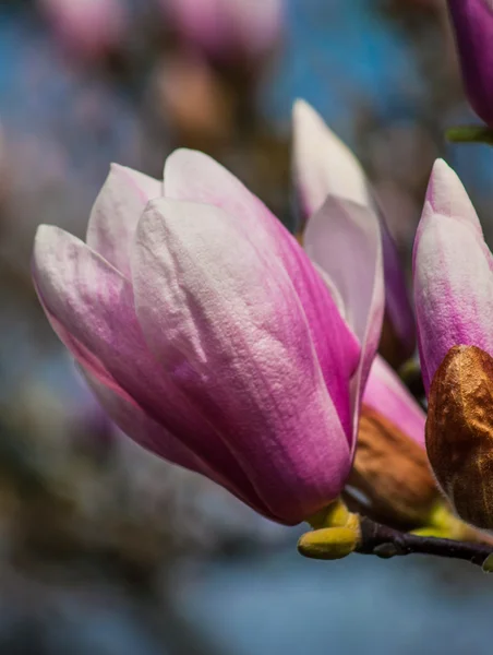 Άνθος δέντρο magnolia — Φωτογραφία Αρχείου